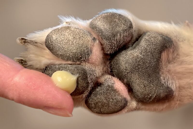 Eine linsengroße Menge Pfotenbalsam auf der Fingerspitze, direkt am Ballen einer Hundepfote