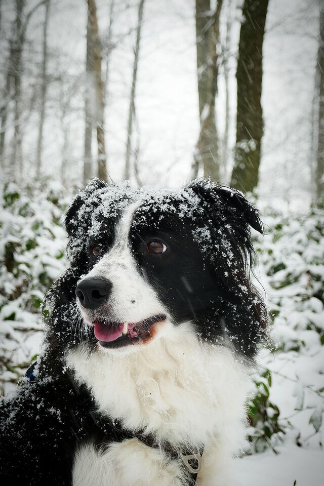 Border Collie Luna mit Schnee im Fell im verschneiten Wald